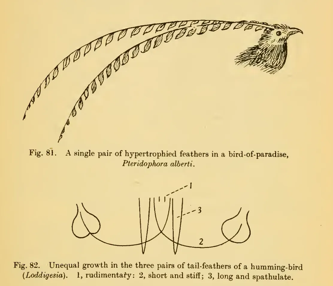 Primary-source scan of Thompson's figures 81 and 82 showing hypertrophied and unequal feather growth.