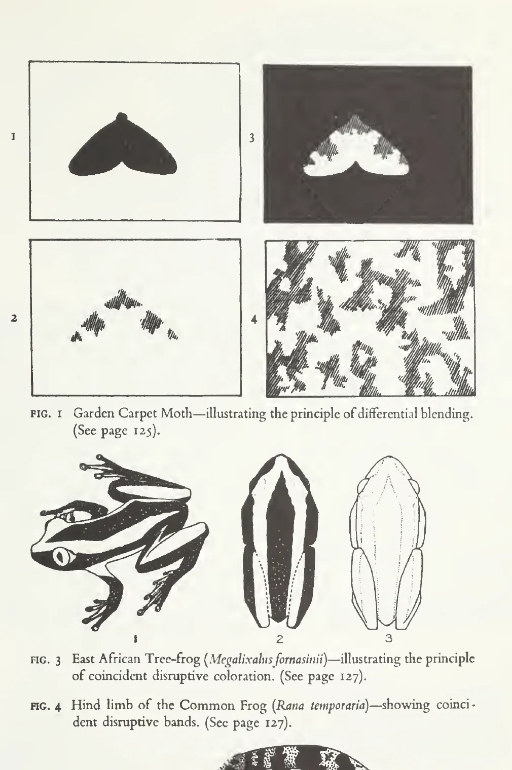 Primary-source scan of the Garden Carpet Moth and frog patterning figures from Hugh Cott's chapter in Aspects of Form.