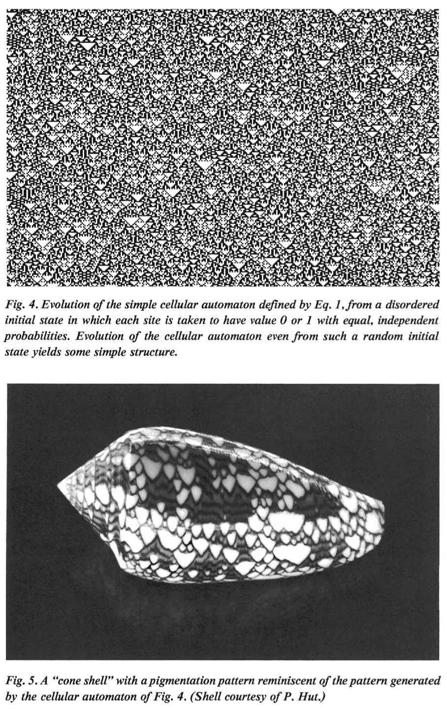 Primary-source scan of Figures 4 and 5 from Wolfram's Cellular Automata as Models of Complexity, showing self-organization from a random initial state and a cone shell with a related pigmentation pattern.