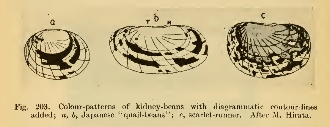 Primary-source scan of Thompson's figure 203 showing colour-patterns of kidney-beans with contour-lines.