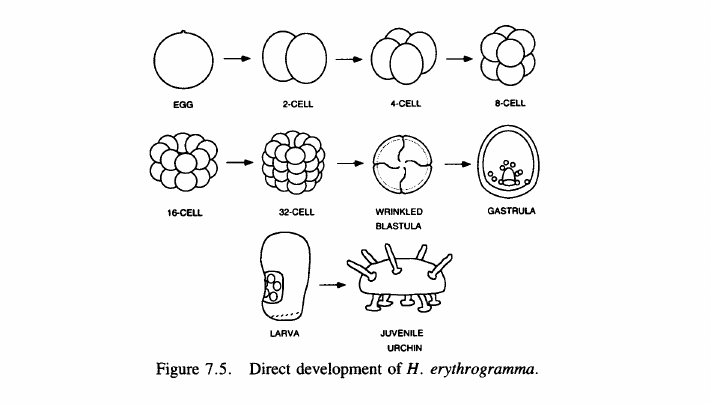 Primary-source scan of Figure 7.5 from Raff's The Shape of Life showing direct development of H. erythrogramma.