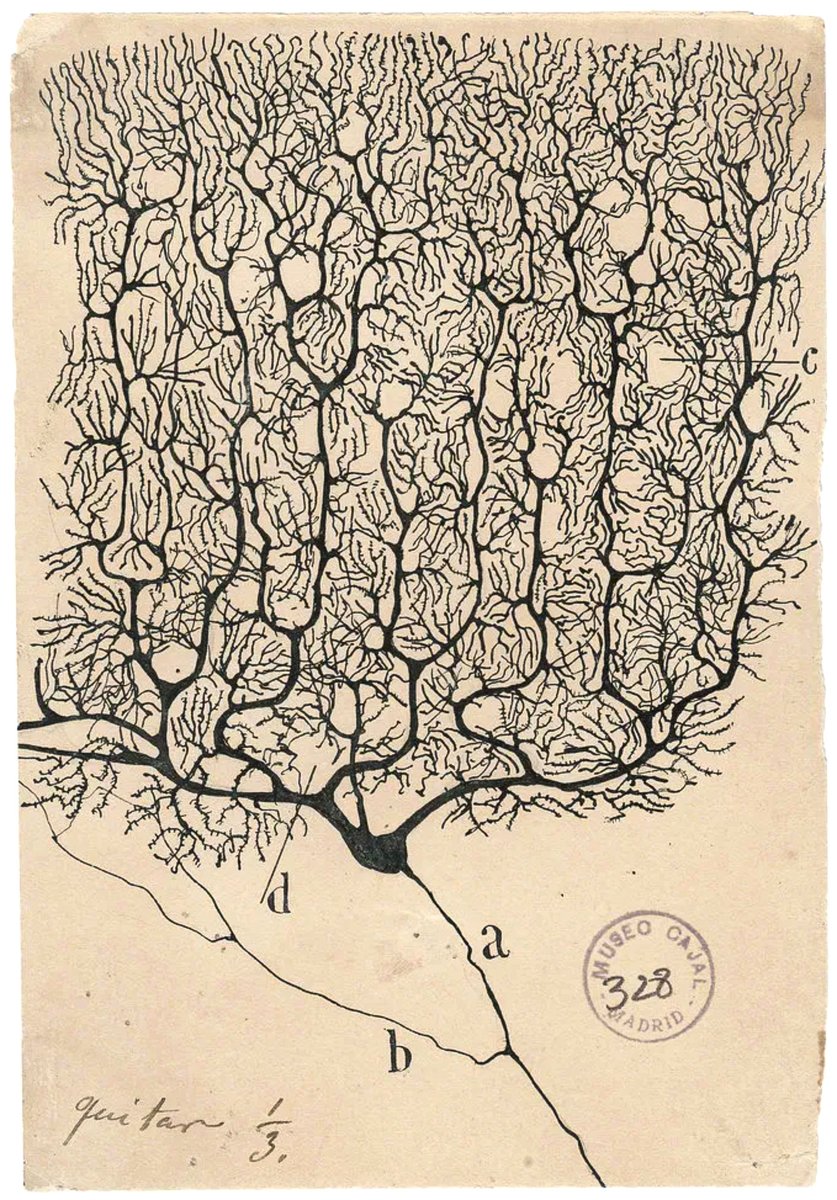 Primary-source ink drawing by Santiago Ramón y Cajal of a Purkinje neuron of the cerebellum, showing a dense dendritic arbor branching upward from the soma with the axon and collaterals labeled below. Stamped 'Museo Cajal Madrid 328.'